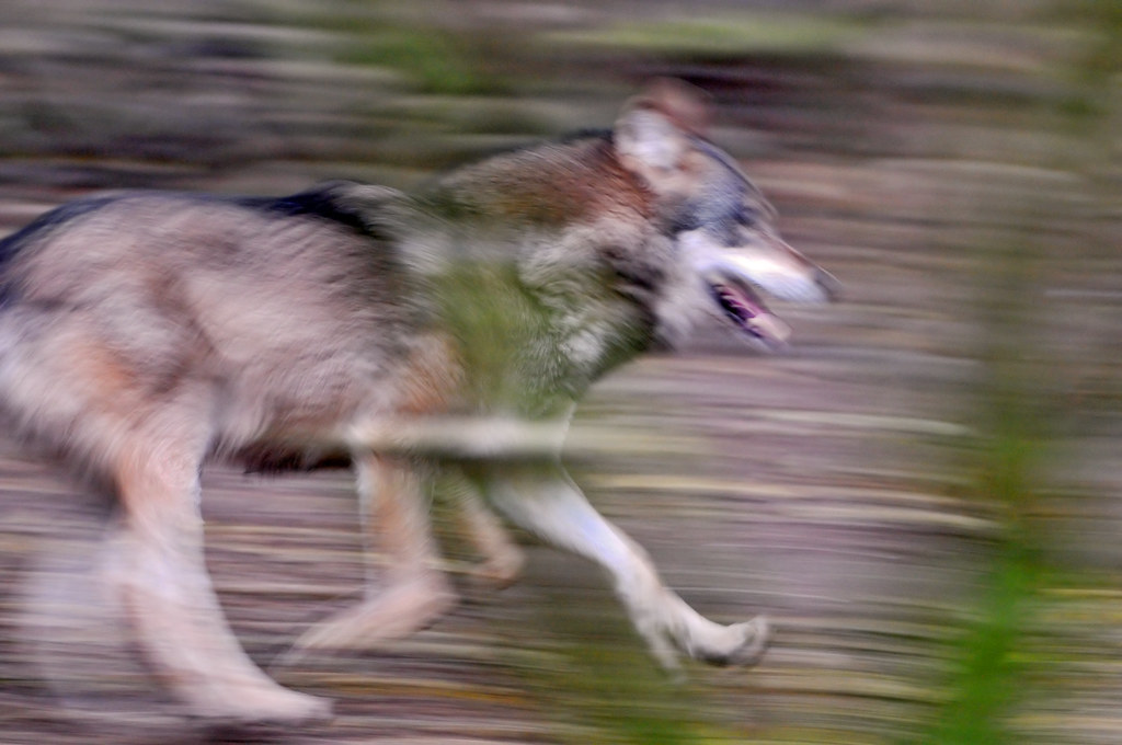 Bad image example: Blurry wolf running